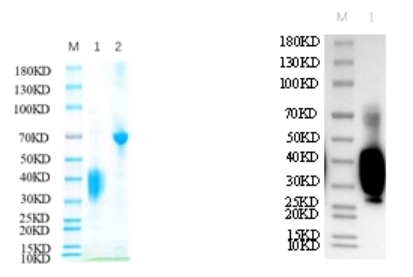 Reducing 12% SDS-PAGE and WB analysis profile of purified K166A+ I168A+K169A<br />1. K166A+ I168A+K169A<br />2. BSA